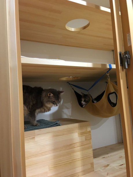 赤松集成材（積層材）のキャットウォーク | 棚・収納・ラック