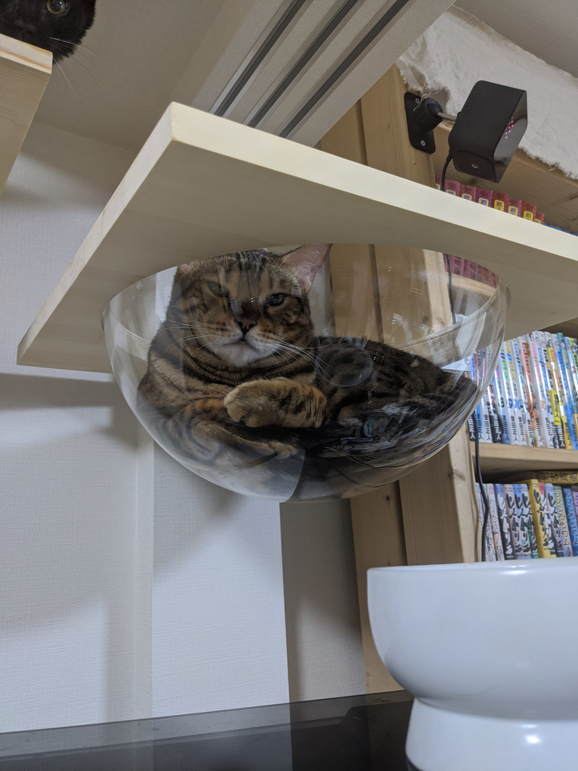 メルクシパイン積層材(集成材)のキャットタワー棚↓
