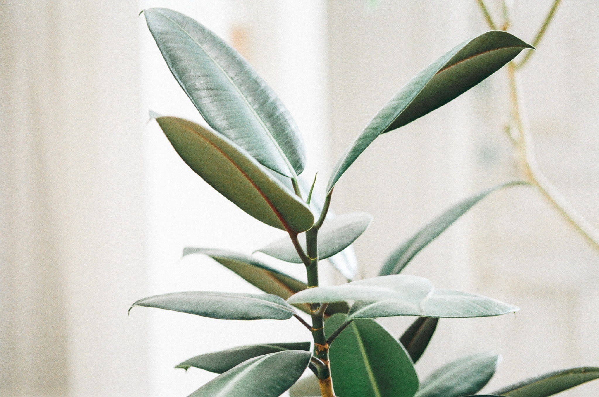 DIYに人気！ゴムの木のご紹介 ｜木材加工講座｜木材加工.com
