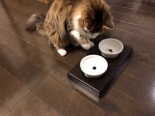 米栂集成材(積層材)猫のご飯用お椀台