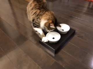 米栂集成材（積層材）猫のご飯用お椀台